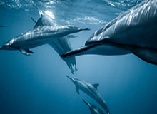 云开体育-NBA-希罗25分坎宁安26+10 热火击败活塞5连胜